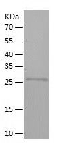 Recombinant Human ZNF346