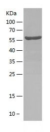 Recombinant Mouse CD40