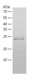 Recombinant Human CRYBA4