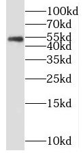 MEF2C antibody