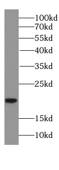 FGF18 antibody