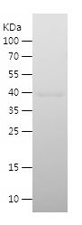 Recombinant Human ZBTB11
