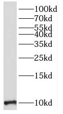 MOBP antibody