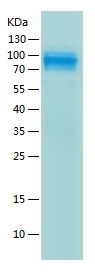 Recombinant Human PCDH10