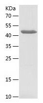 Recombinant Human BCAS2