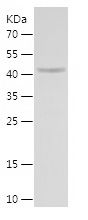 Recombinant Human EIF3I