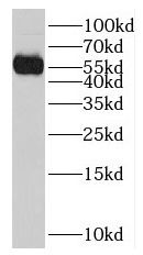 NPEPL1 antibody