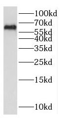 NDOR1 antibody