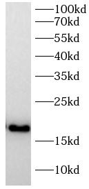 DiMethyl-Histone H3(K9) antibody
