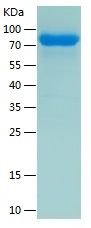 Recombinant Human FLRT2