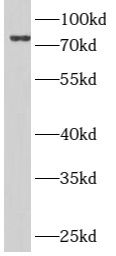 ARMC8 antibody