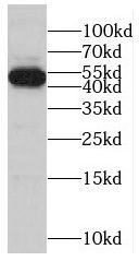 RBBP4 antibody