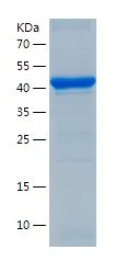 Recombinant Human IFRD1