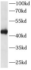 TARDBP antibody