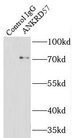 SOWAHC antibody