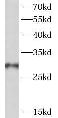 PSMG2 antibody