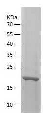 Recombinant Human FGF-12