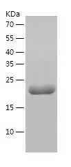 Recombinant Human MOCS2
