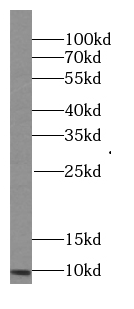 PCP4L1 antibody