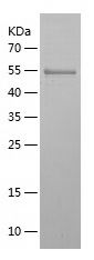Recombinant Human GGCX