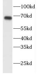 DNAJC1 antibody