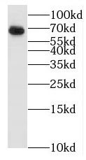 BTN3A3 antibody
