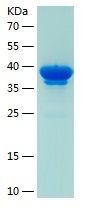 Recombinant Mouse TSLP R