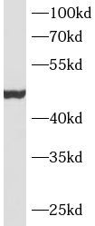 MSTN antibody
