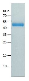Recombinant Human Renin