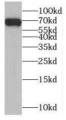 MTF1 antibody