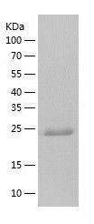 Recombinant Human FGF13