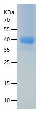 Recombinant Human CXCR4