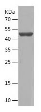 Recombinant Human FNDC3B