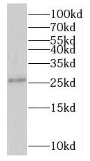 NMNAT3 antibody