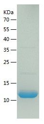 Recombinant Human UFM1