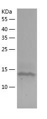 Recombinant Human PHLDA2