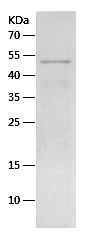 Recombinant Human BMP-15