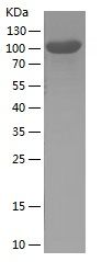 Recombinant Human Serpin G1