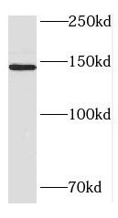 HDLBP antibody
