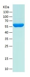 Recombinant Mouse GPVI