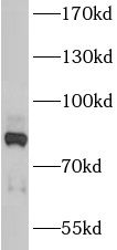 ANKZF1 antibody