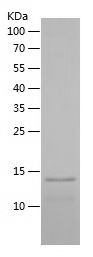Recombinant Human PVALB