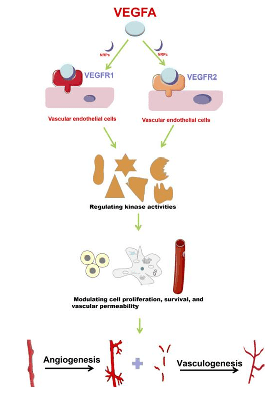 Bispecific Antibodies in Cancer Immunotherapy