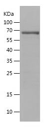 Recombinant Human PNMA2