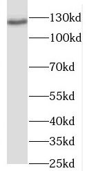 RANBP6 antibody