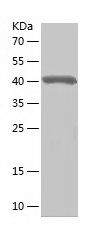 Recombinant Human IFIT3