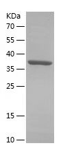 Recombinant Human OPA3