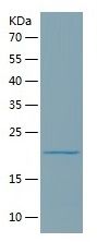 Recombinant Human PGLYRP1