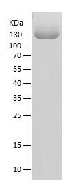 Recombinant Human ITGA5