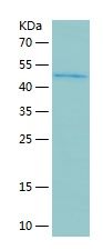 Recombinant Human PSMD13
